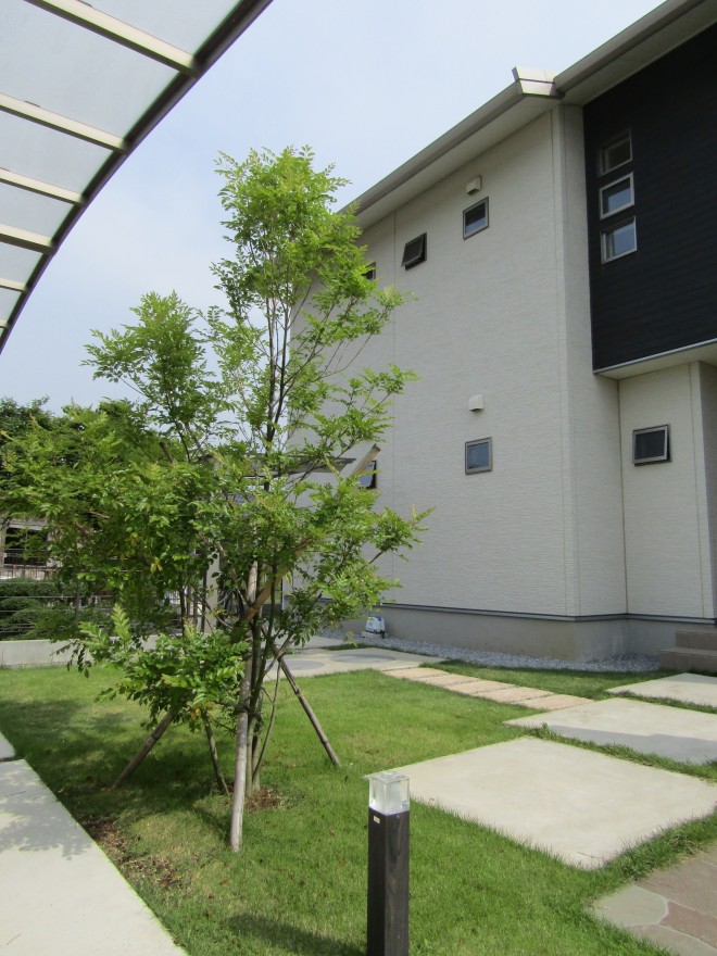 シンボルツリーのシマトネリコが映えるモダンな邸宅　埼玉県加須市　アキュラホーム